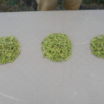 Soybean piles collected from the following trial treatments at the Dixon, IL, Grow More™ Experience site: Saltro® + Boundary® 6.5 EC (Left); Saltro + Fierce® XLT (Center); ILeVO® + Fierce XLT (Right)
