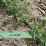 sudden death syndrome in soybeans