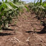 Corn row at York, Nebraska herbicide trial
