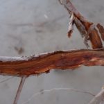 almond root infected with Phytopthora