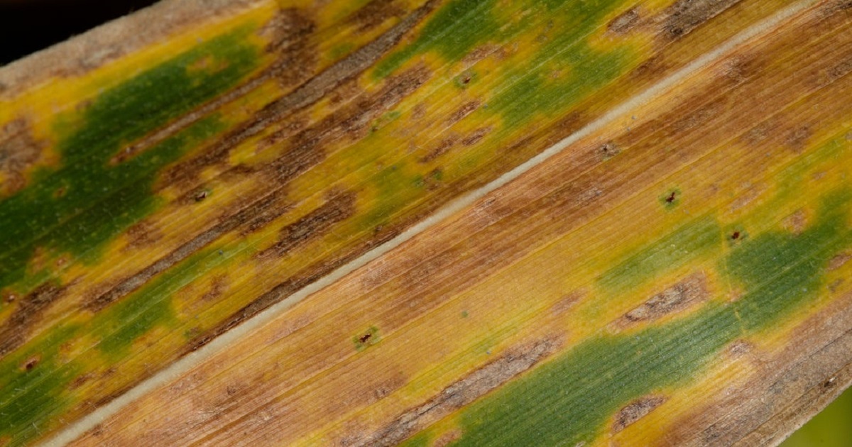 Gray leaf spot in corn