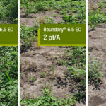 Boundary® 6.5 EC herbicide treatment comparisons in soybean fields
