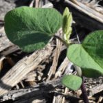 Soybean seedling emerging
