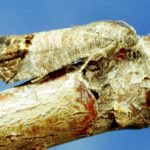 codling moth on wood
