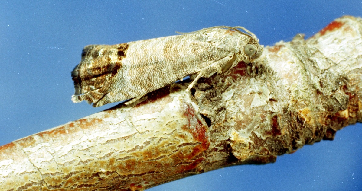 codling moth on wood