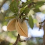 almond in tree