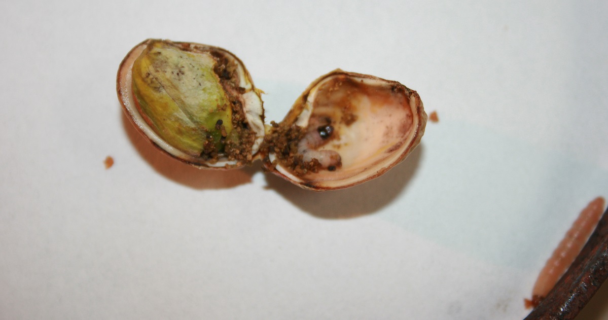 navel orangeworm inside an almond shell