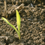 corn plants emerging from soil
