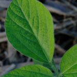 soybean leaves