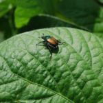 beetle on soybean leaf