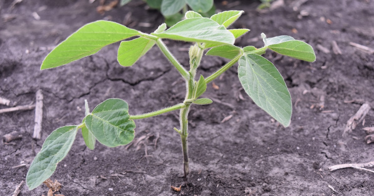 young soybean plant
