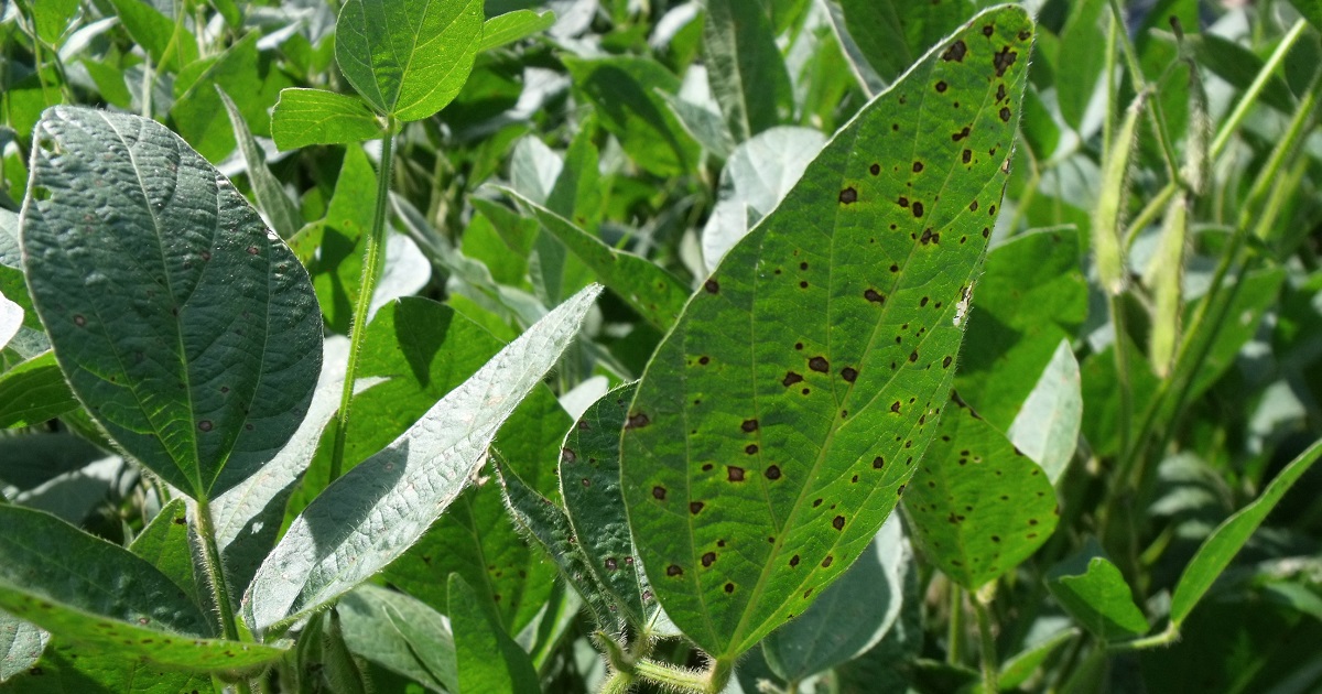 frogeye leaf spot on soybean leaf