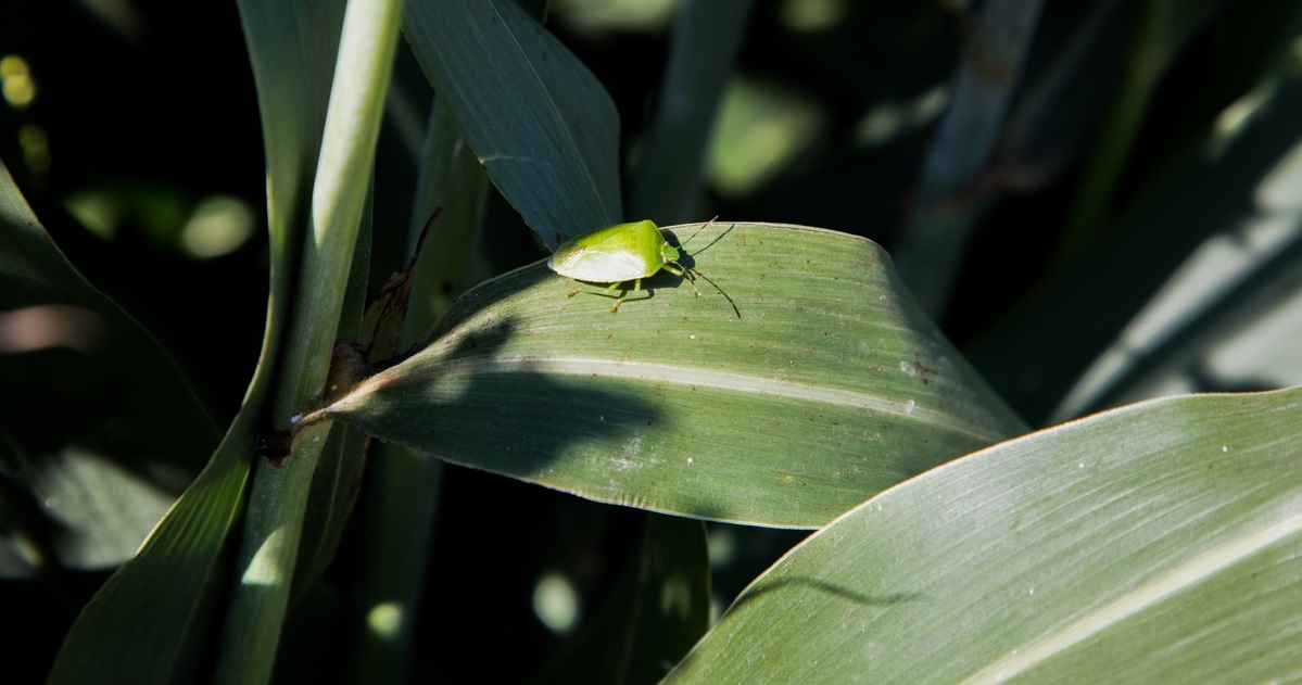 green stink bug on a corn leaf