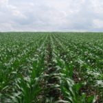 corn field with effective weed management