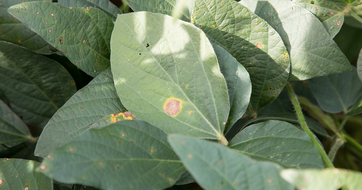 Soybean crop infected with target spot