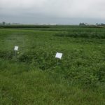 Corn and soybean trials at the Grow More™ Experience site in Pontiac, IL