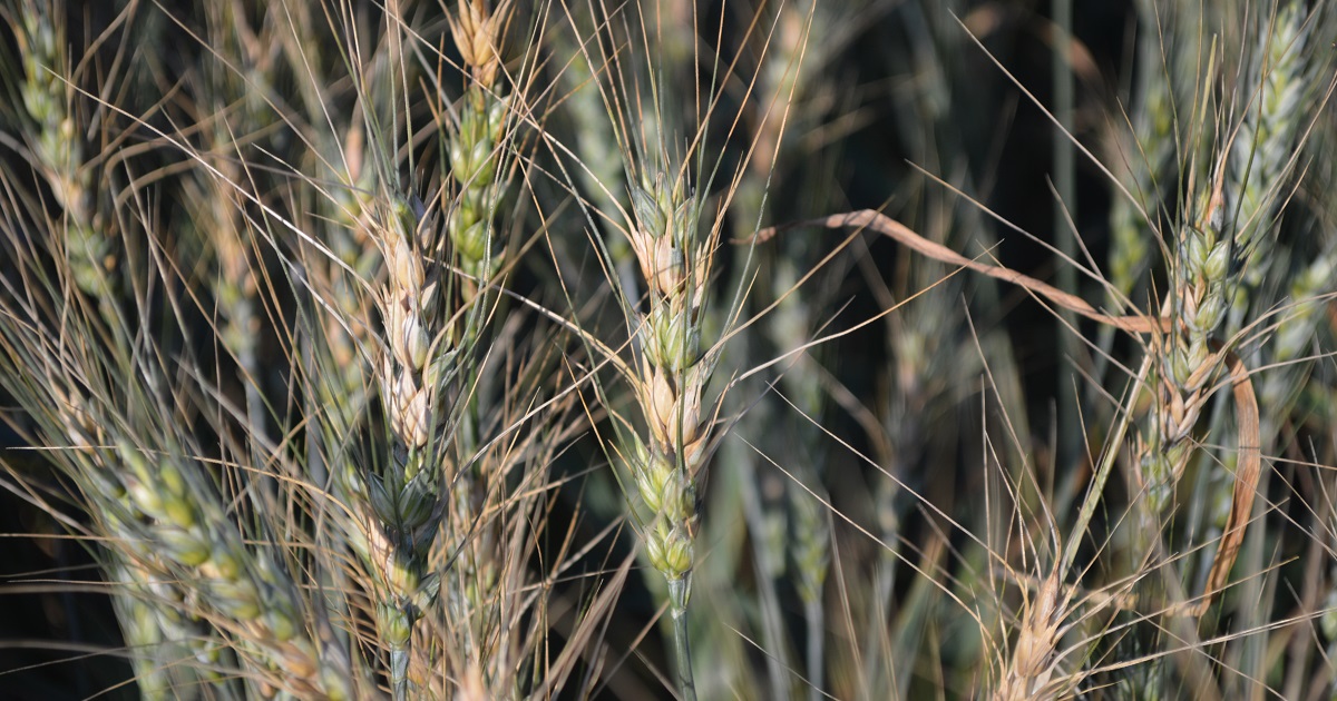 Fusarium head blight (head scab) on wheat
