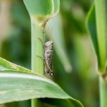 grasshopper pest on cereal crops