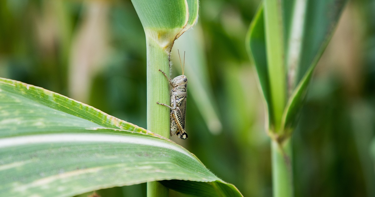 grasshopper pest on cereal crops
