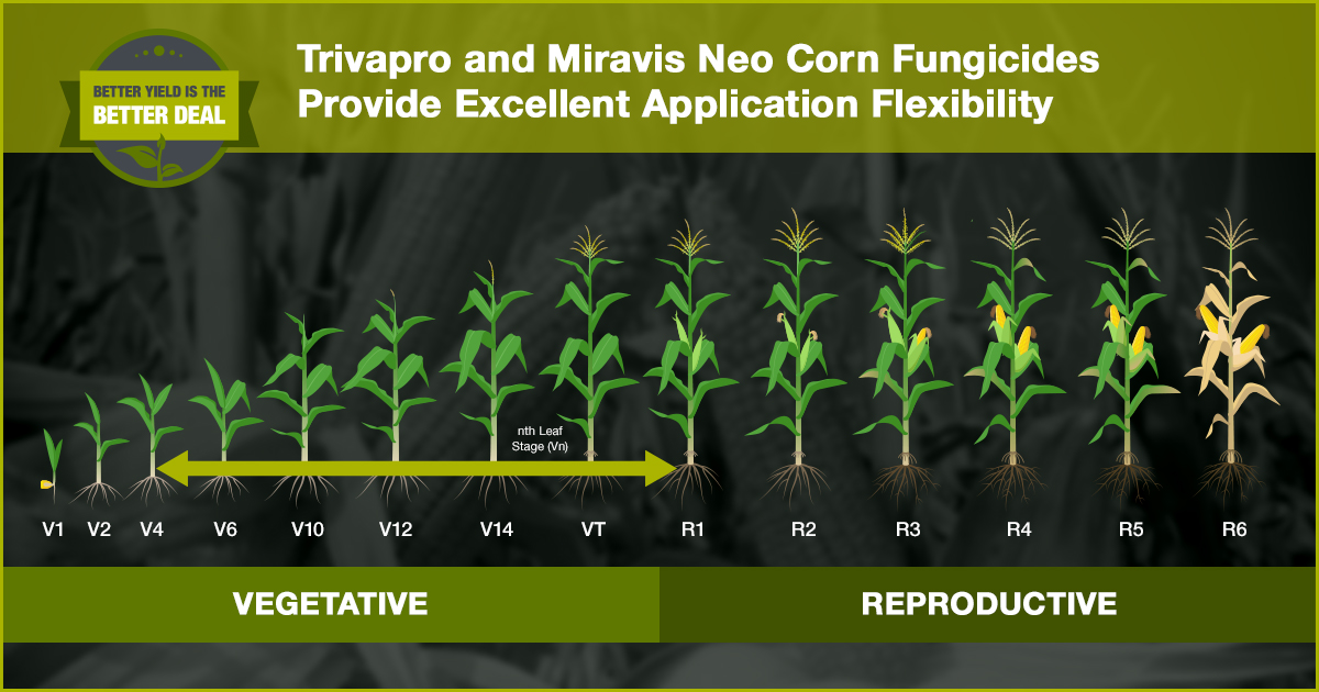 graphic representation of corn growth stages from V1 to R6