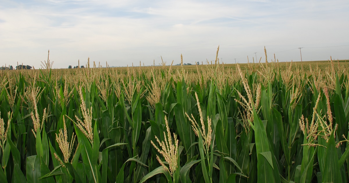 corn field in the tasseling growth stage