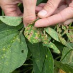 hands holding soybean leaves infected with sudden death syndrome