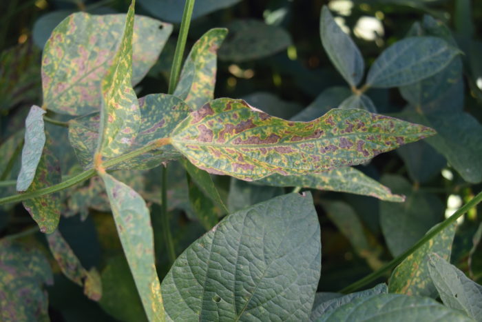soybean infected with sudden death syndrome