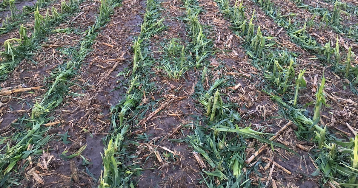 hail damage on corn