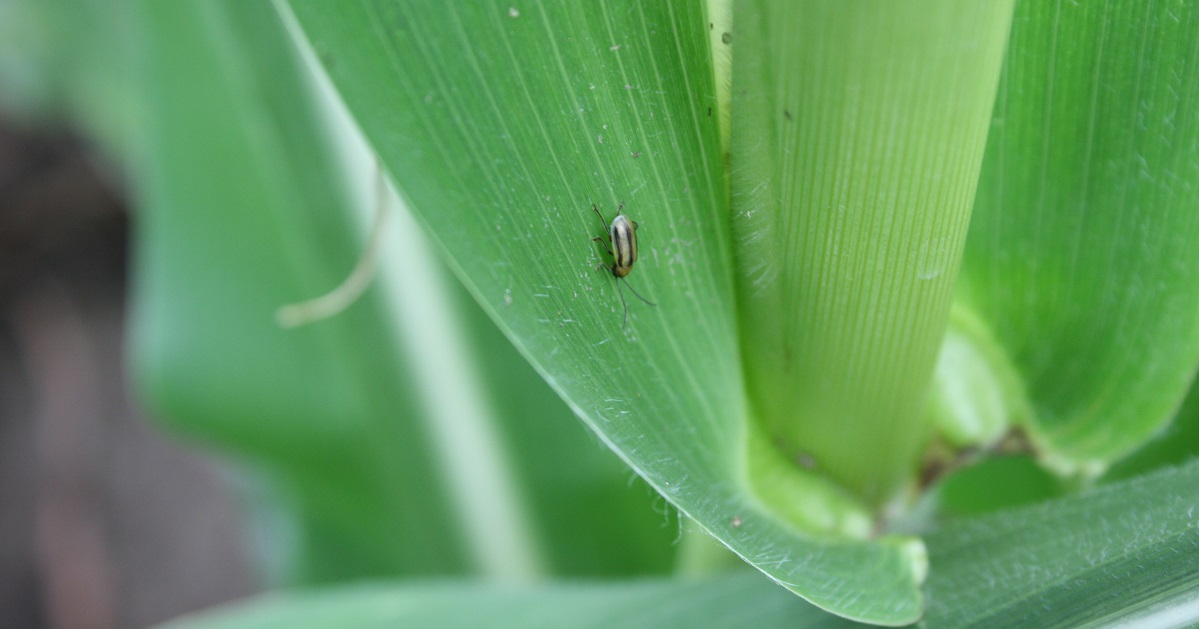 Corn Rootworm on a Corn Stalk