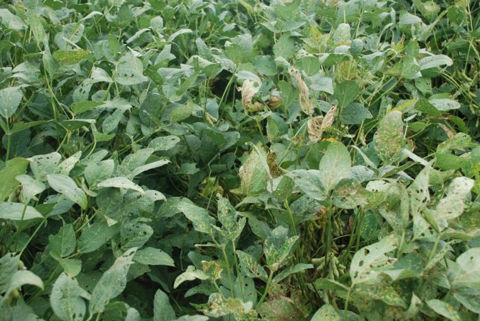 SDS-infected plants protected by Saltro compared to an untreated row