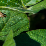 stink bug on cotton leaf