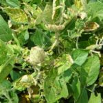 sudden death syndrome in soybeans