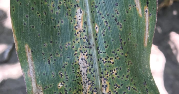 tar spot in corn
