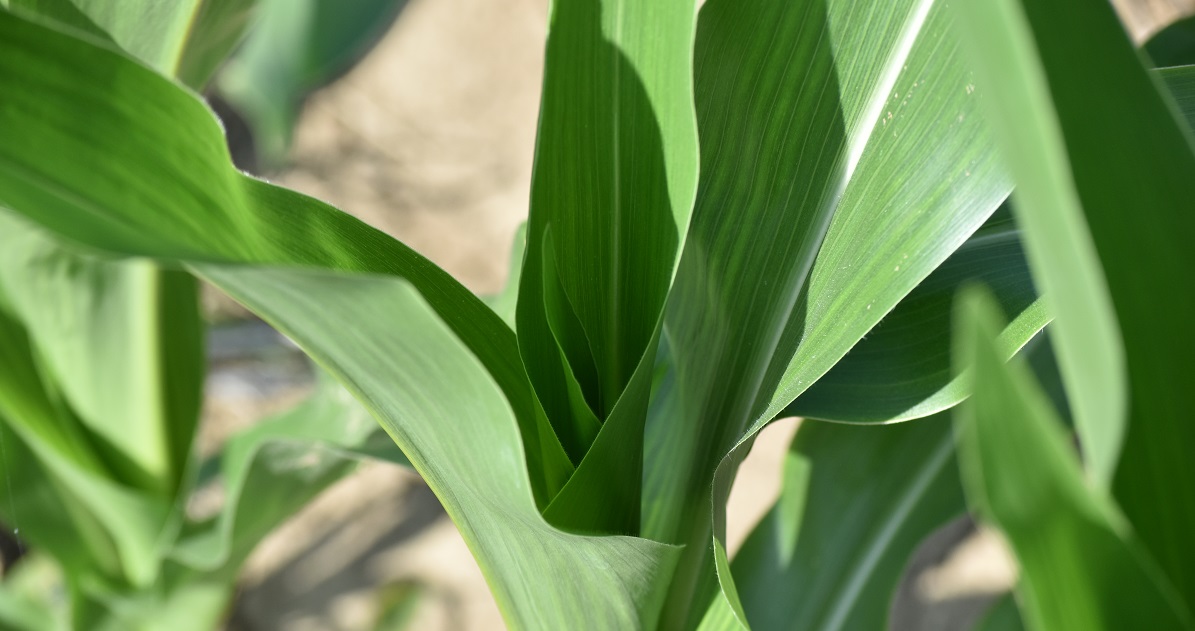 healthy corn leaves