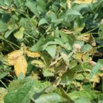 soybean disease - Sudden Death Syndrome