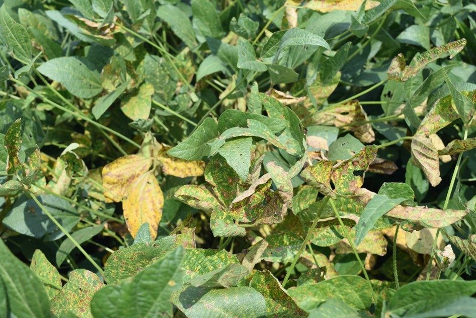 soybean disease - Sudden Death Syndrome