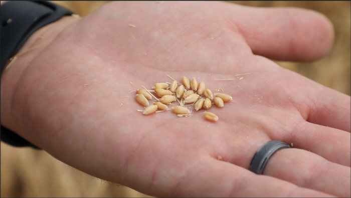 Healthy wheat kernels from the Miravis Ace trial