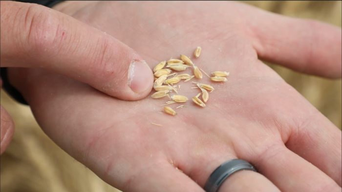 Fusarium head blight-infected wheat kernels or tombstones