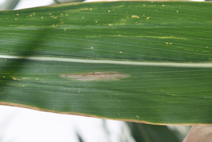 Northern corn leaf blight on a corn leaf in Janesville, MN