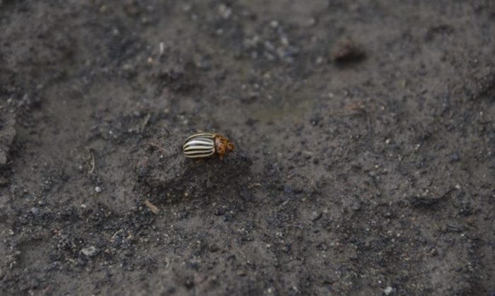 Colorado Potato Beetle seen in potato trial