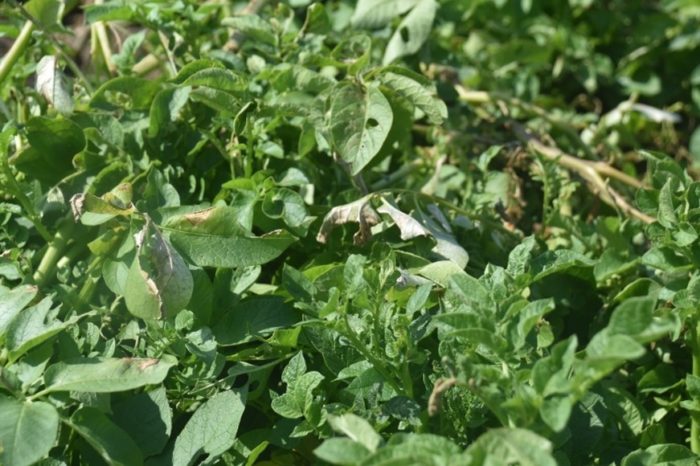 Potato plant leaf damage from heat stress