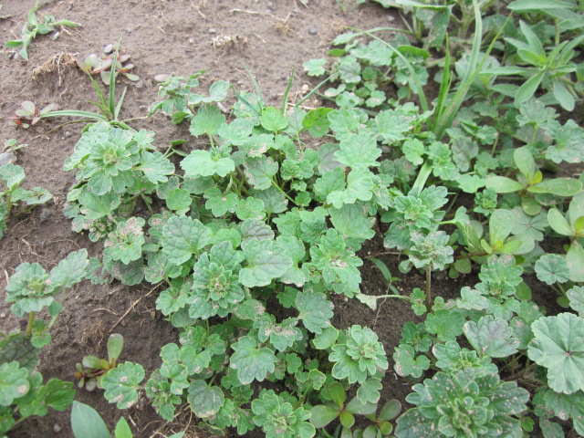 A common overwintering weed, henbit, seen in a field.