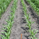 Acuron® GT shows that it can provide clean rows for your corn