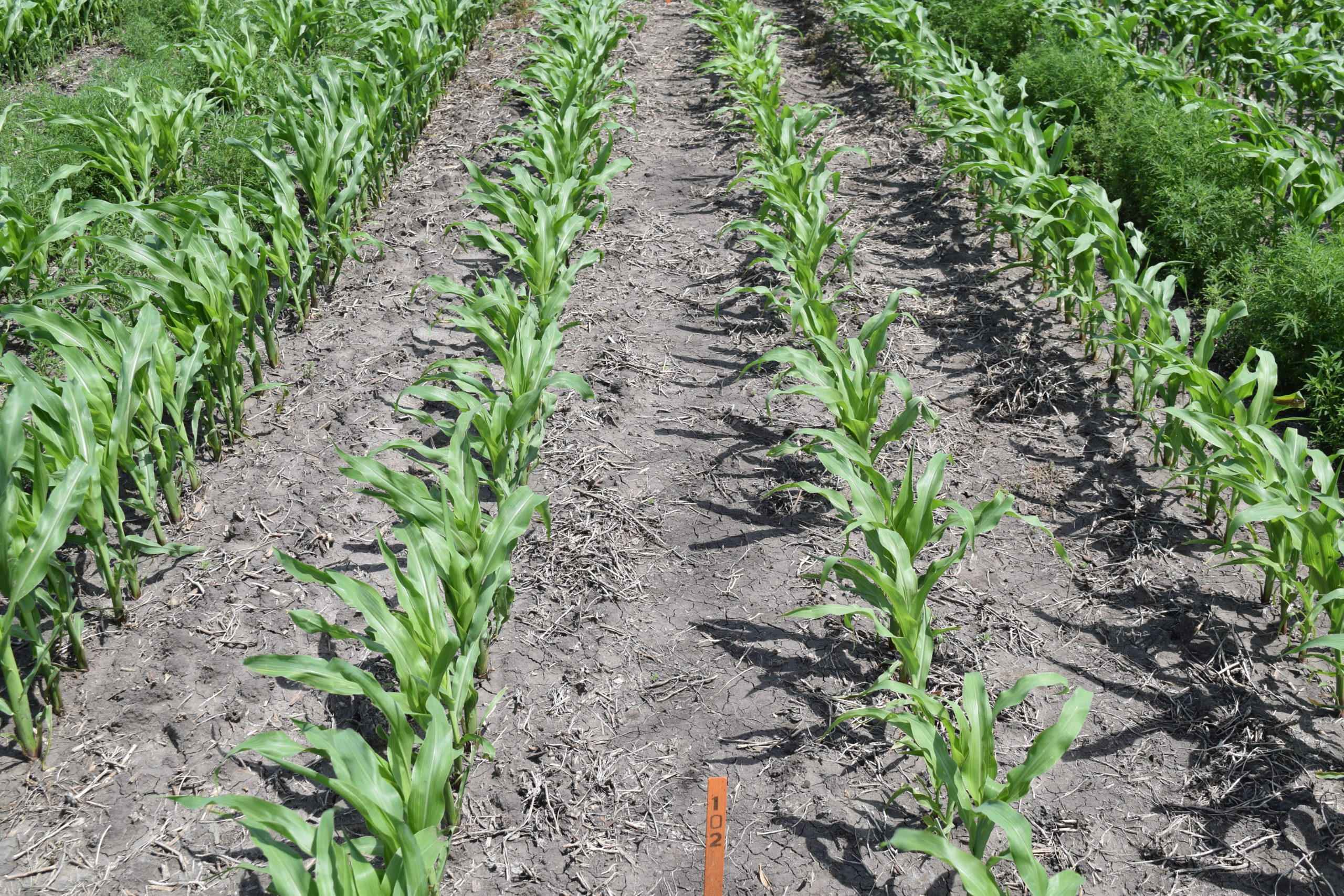 Acuron® GT shows that it can provide clean rows for your corn