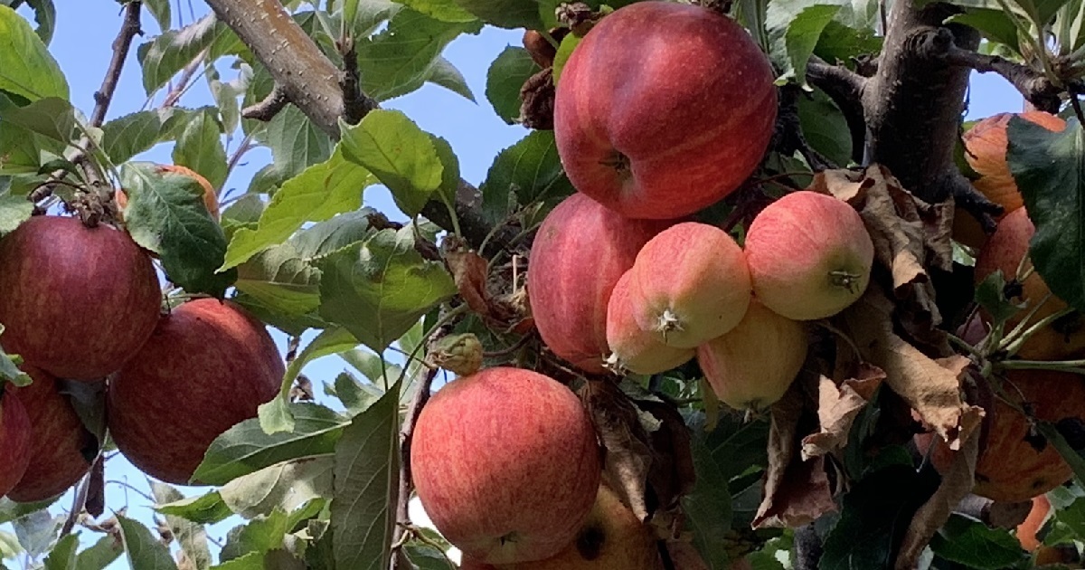 healthy apples growing in tree