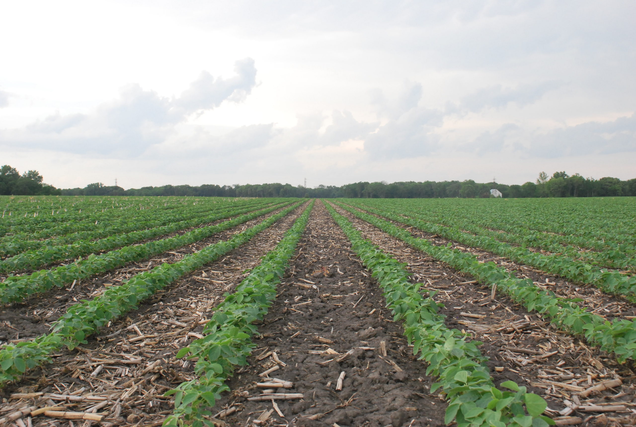 A clean soybean field early in the season