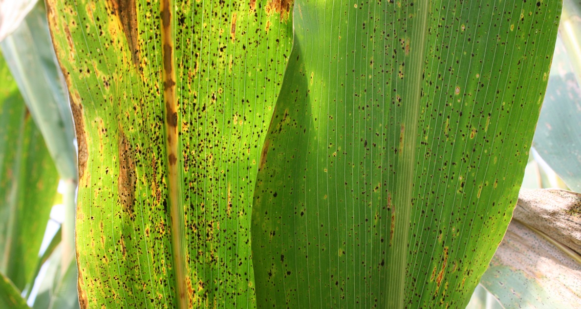Untreated tar spot found in Mt. Joy, PA Grow More™ Experience site.