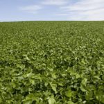 soybean field at canopy closure