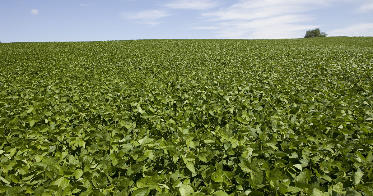 soybean field at canopy closure