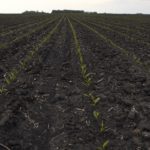 crop row